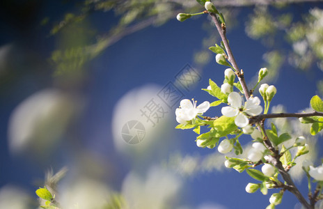 春天盛开的树枝上的花朵特殊的散景效果背景图片