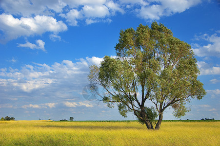 寂寞的树站在草原上阳光灿烂天空晴图片