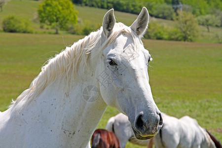 一匹白马正盯着镜头图片