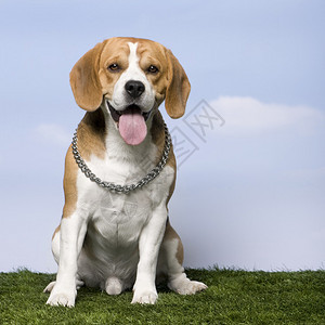 Beagle2岁图片