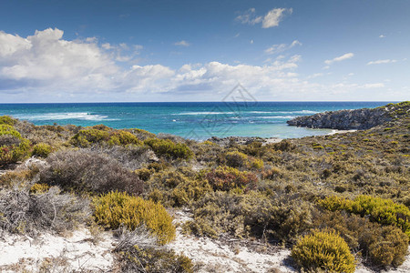 在澳洲罗特内斯特岛的海滩上图片