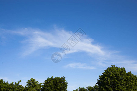 白云映衬着蓝天树冠图片