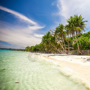 有棕榈树的荒岛在海滩图片