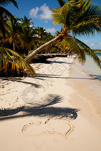 Saona岛海滩棕榈图片