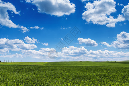 农田蓝天白云的麦田农业场景图片