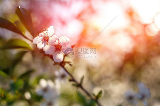 苹果树开花春天开花的苹果树白色的花朵春天图片