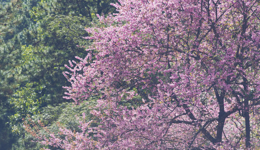 美丽的粉红色樱花泰国清迈图片