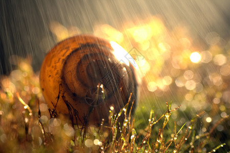 大自然在阳光和雨中图片