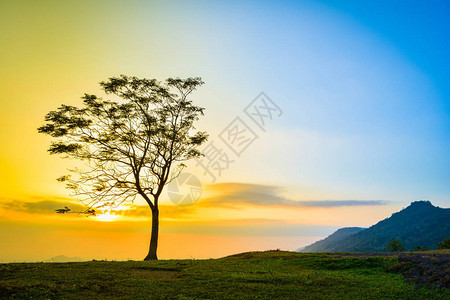 一棵树日落斜坡山上的树和美丽的日出图片