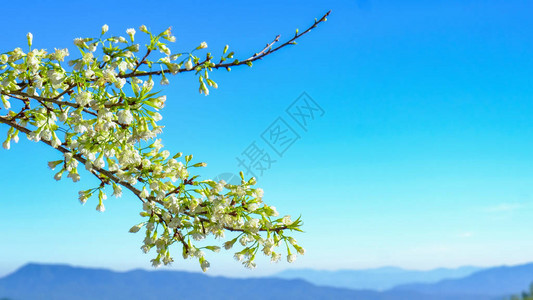 樱花和蓝天背景图片