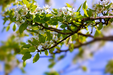 梨树开花图片