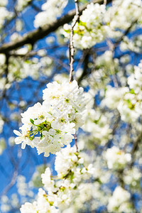 春天樱花树枝美丽的白花图片