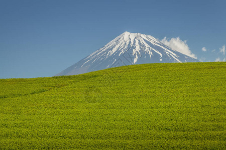 静冈县春天的茶园和富士山图片