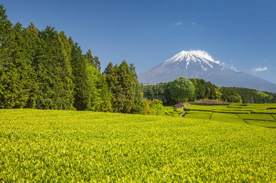 春天静冈县的茶园和富士山图片