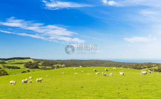 春天在清蓝的天空下在田图片