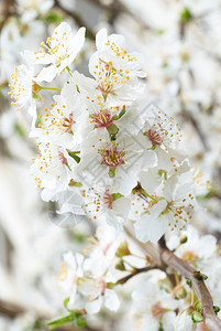 梅树白花图片