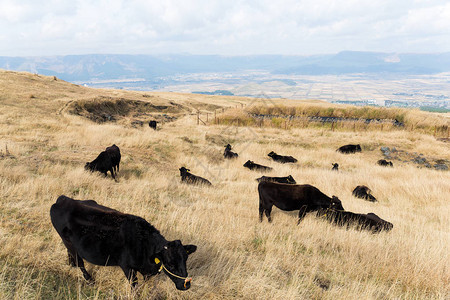 草地上放牧的牛群背景图片
