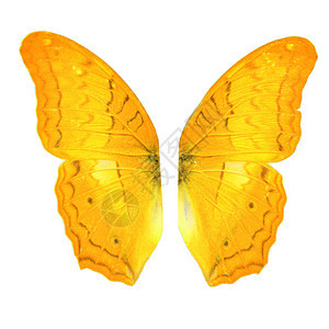白色背景的蝴蝶翅图片