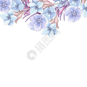 春天的蓝花水彩图片
