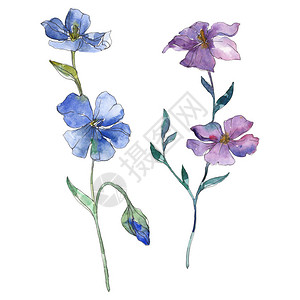 蓝色和紫色亚麻花卉植物花孤立的野生春叶野花水彩背景插图集水彩画水彩画孤立的图片