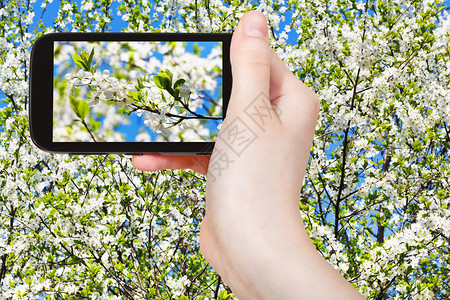 旅游概念游客春季在移动设备上拍摄樱花图片