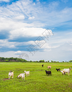山羊和绵羊在泉源图片