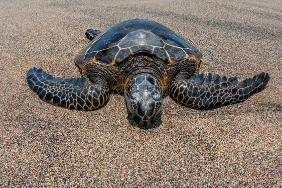 绿海龟在沙滩上放松图片