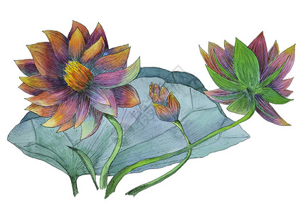 原水彩色的莲花及其叶子水生图片