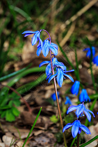 春天的花朵ScillaB图片