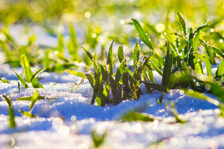 下雪的青草上露出小雨点火花图片