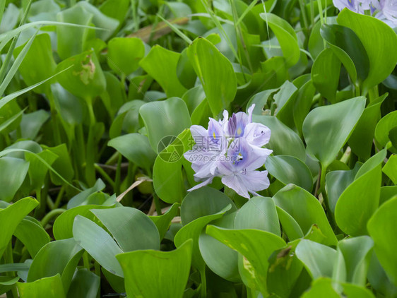 水葫芦花凤眼莲在绿叶中的特写图片