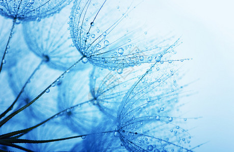蒲公英花与水滴背景图片
