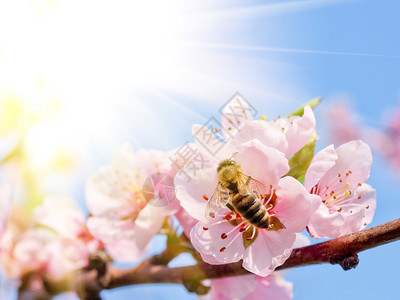 桃花和蜜蜂图片