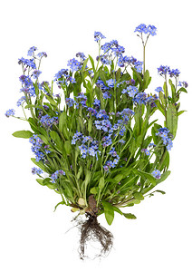 真正的蓝春五月花丛被隔离开来有小根概图片