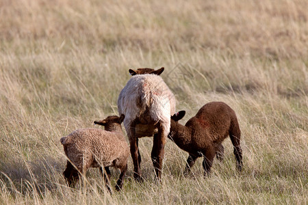 绵羊和羔羊加拿大萨斯喀彻温省图片