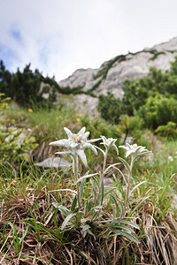 山附近的一束天然雪绒花背景图片