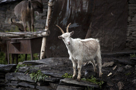 格鲁吉亚Svanetia绿区Ushguli的山羊图片