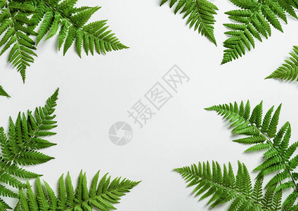 Fern植物背景从上面图片