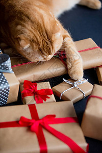 黑色背景上的姜猫和圣诞礼物图片