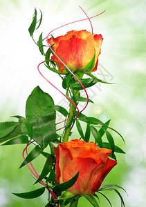 在绿色自然背景的橙色玫瑰图片