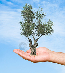 棕榈树橄榄树作为自图片