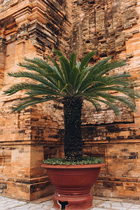大锅里装饰的棕榈树在风湿砖壁背景上图片