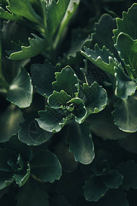 succulents离开背景的图片