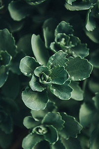 绿色多肉植物叶子的特写镜头图片
