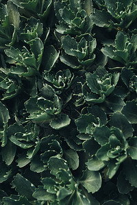 绿色succulents离开背景的图片