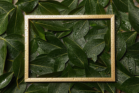 绿色湿润新鲜树叶背景上带有复制图片