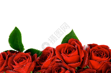 美丽的红玫瑰叶子和水滴图片