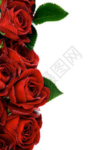 美丽的红玫瑰与叶子和水滴的边界白底隔离图片