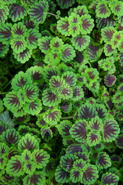 画荨麻植物纹理图片