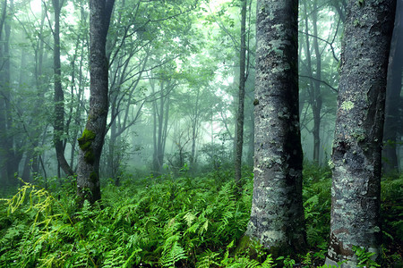 迷雾缭绕神秘气息的梦幻森林图片